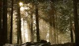 Вълшебната гора ; comments:23