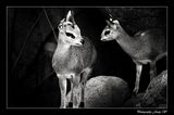 Dik Dik ; comments:5