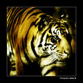 I am the Tiger... ; comments:14