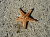 sea star ; Comments:5