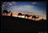 Camels ; comments:74