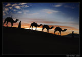 Camels ; Коментари:74