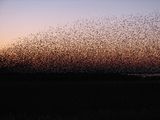 Обикновен скорец (Sturnus vulgaris) ; comments:35