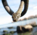 Сива водна змия (Natrix tessellata) ; comments:16