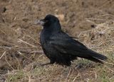 Посевна врана (Corvus frugilegus) ; comments:6