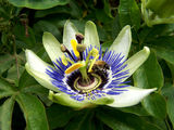 Passion flower and a bee ; comments:19