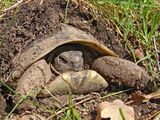 Шипоопашата сухоземна костенурка (Testudo hermanni) ; comments:21
