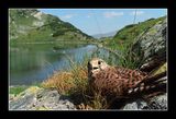 Vetrushka (Falco tinnunculus) ; comments:35