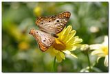 The Meadow Argus Butterfly ; comments:37