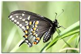 Black Swallowtail butterfly ; comments:33