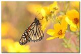 The Monarch butterfly ; comments:29