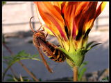 no name ( ID=512997 ) ; comments:4