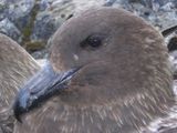 Great Skua 2 ; comments:7