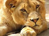 Портрет на една лъвица ; comments:28