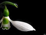 snowdrop 2 ; comments:19