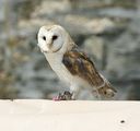 Snow owl ; comments:43