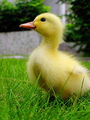 the perky duckling 01 ; comments:29