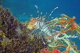 Lionfish from Bohol ; comments:18