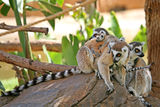 Lemur family ; comments:19