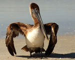pelican ; comments:11