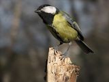 Голям синигер (Parus major) ; comments:17