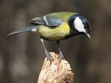 Голям синигер (Parus major) ; comments:13