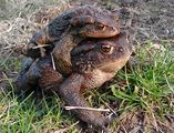 Кафява, голяма крастава жаба (Bufo bufo) ; comments:26