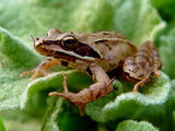Горска дългокрака жаба ; comments:9