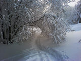 Бяла зима е покрила .. ; comments:109
