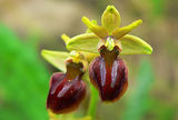 Ophrys scolopax ; comments:15