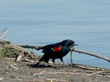 Red-winged Blackbird ; comments:9