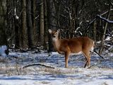 White-tailed Deer ; comments:17