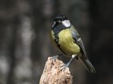 Голям синигер (Parus major) ; comments:8