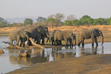 Elefants in Zambia ; comments:47