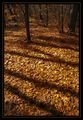 deep shadows of  autumn ; comments:15