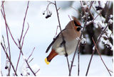 Bombycilla garrulus ; Коментари:49