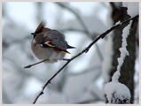 Waxwing ; comments:36