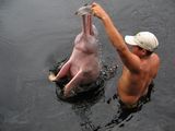 amazonski delfin ; comments:30