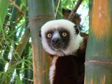 Lemur ; comments:22