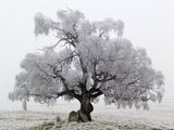 Winter Tree ; comments:20