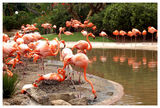 Flamingos ; comments:42