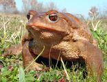 Кафява крастава жаба ; comments:13