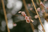 Първа пролет ; comments:2