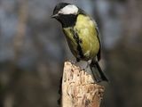 Голям синигер (Parus major) ; comments:22