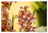 Орхидеи ; Коментари:7