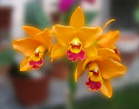 Yellow Orchid ; Коментари:24
