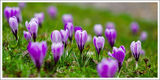 Прелестта на пролетта! ; comments:25