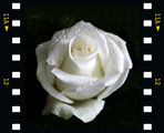 White Rose ; comments:14