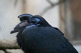 Bucorvus abyssinicus ; comments:7