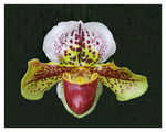 Orchid - Paphiopedilum ; comments:8